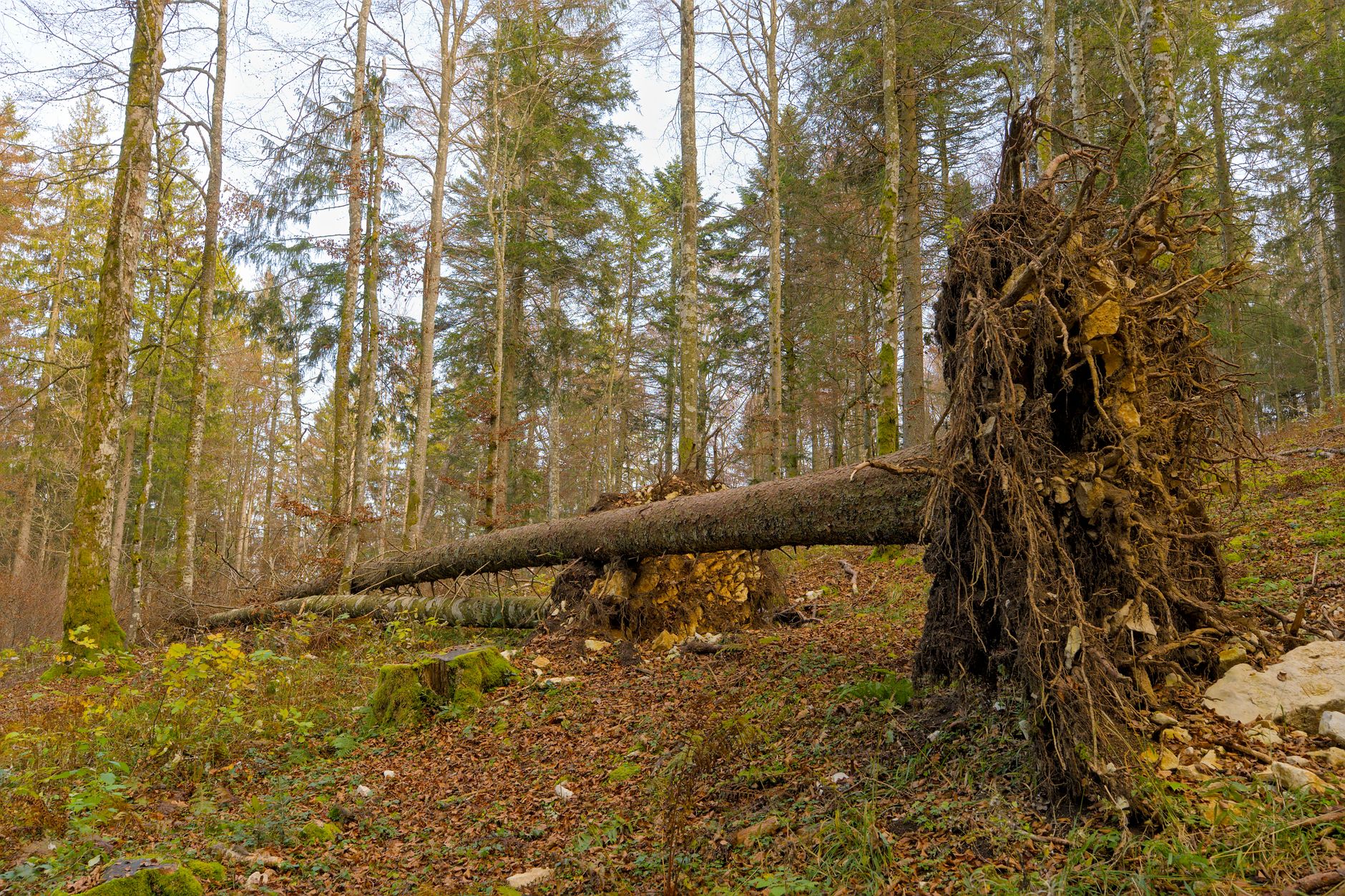 Enlèvement arbre urgence à Cavaillon